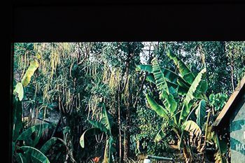Eizo Foris Fx2431 Bk Monitor Video Ps3 Hdmi 576p